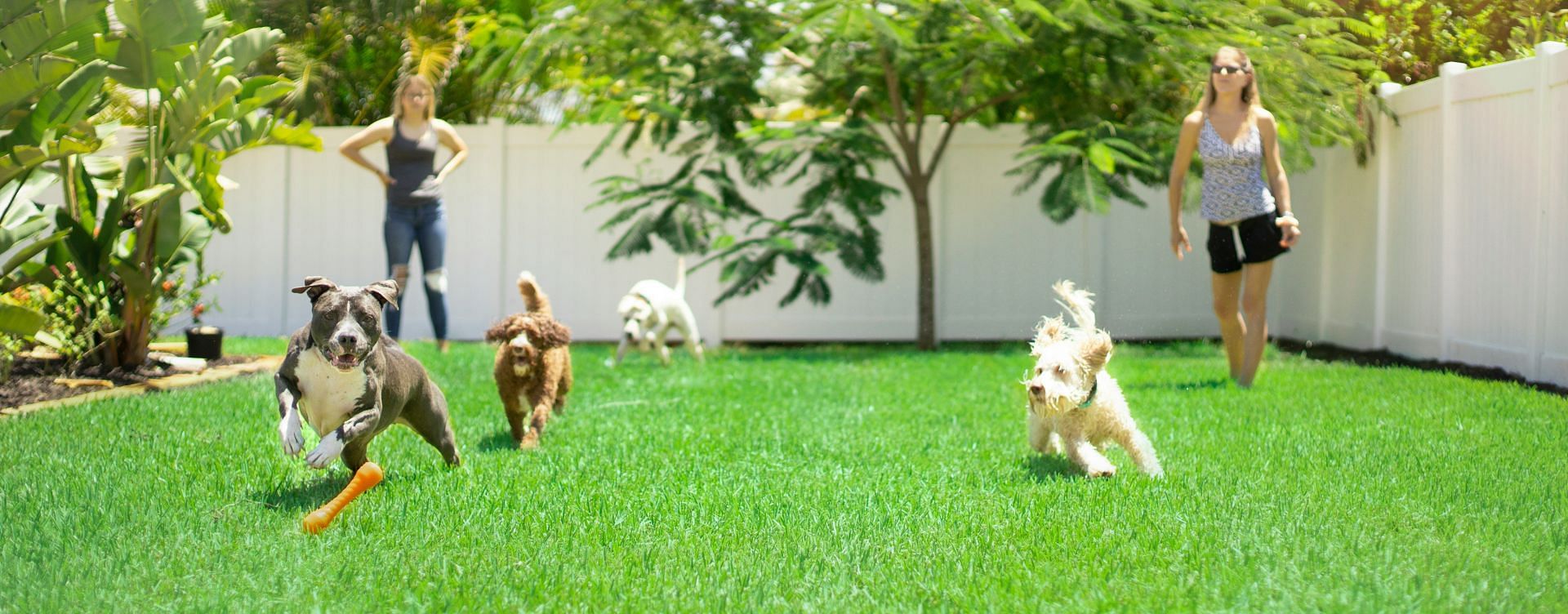 Running with your pet can make you healthy (Image by Anthony Duran/Unsplash)